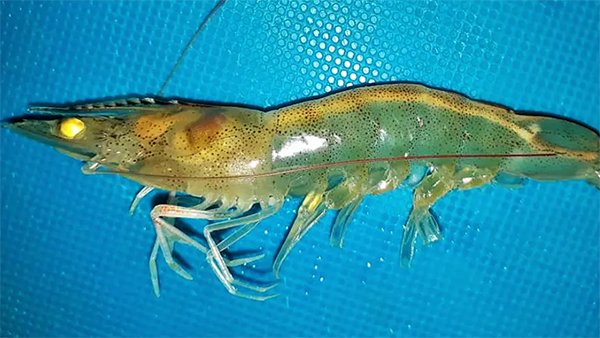 Cách phát hiện sớm và chính xác bệnh EHP trên tôm